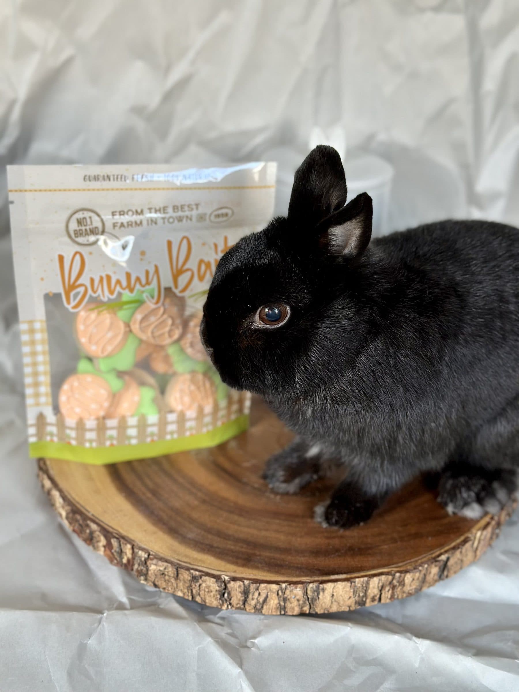 Onyx, the original grumpy bunny, posing beside a bag of Easter cookies